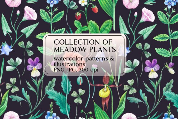 Collection of Meadow Plants
