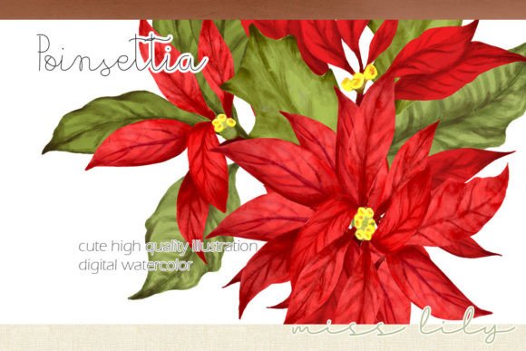 Poinsettia Christmas Collection Clipart: A Creative Resource for Modern Designers
