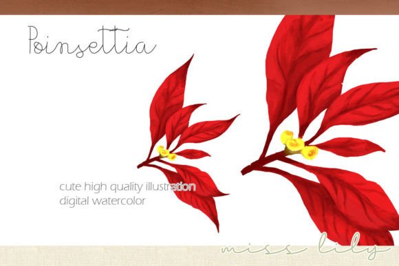 Poinsettia Clipart