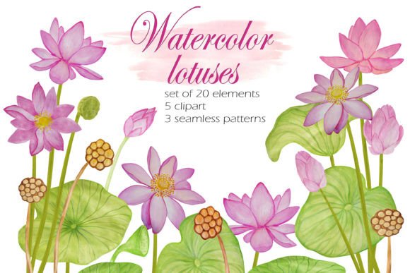 The Set of Pink Lotus Flowers Painted: A Versatile Resource for Modern Creatives